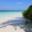 green trees on white sand beach during daytime