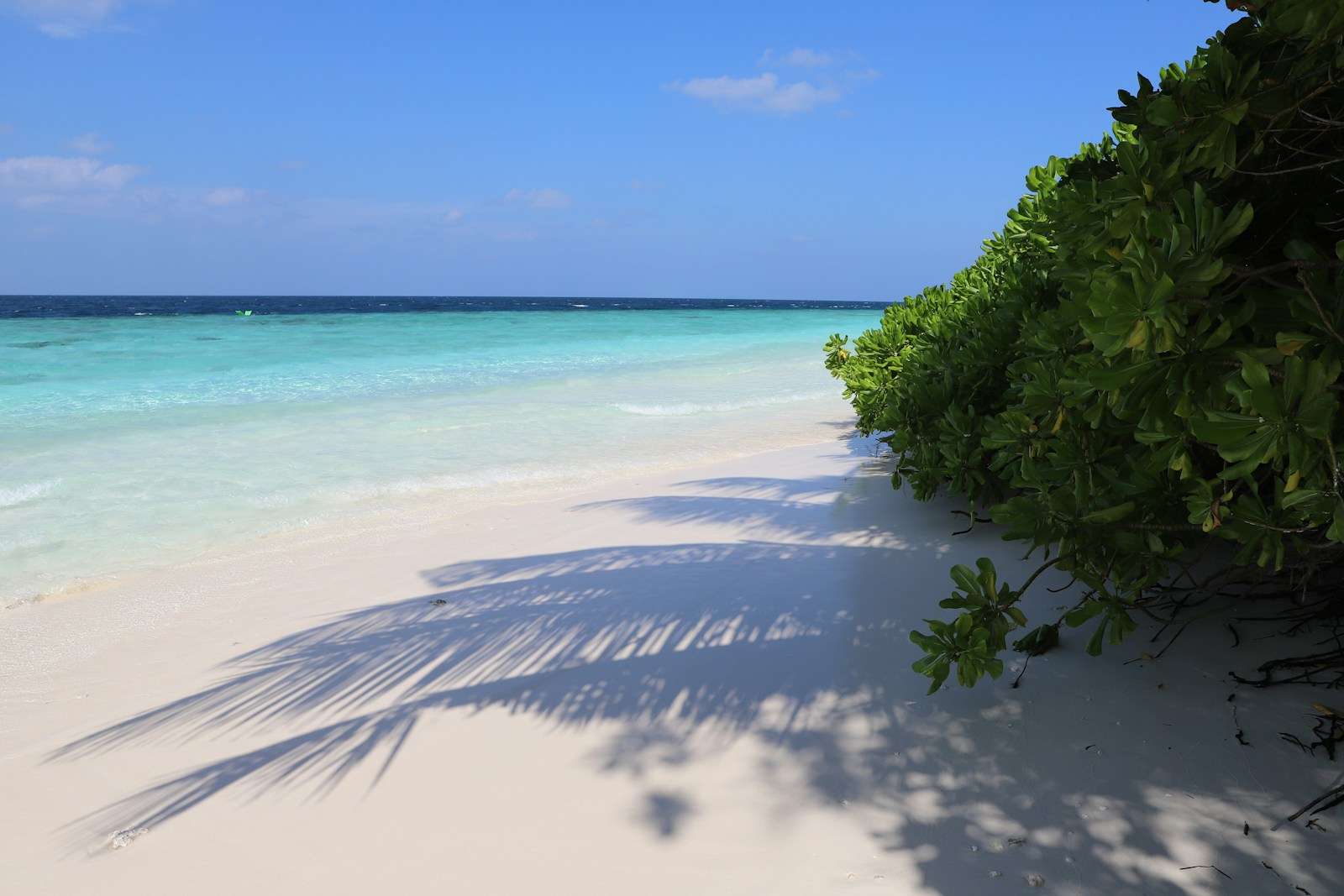 green trees on white sand beach during daytime